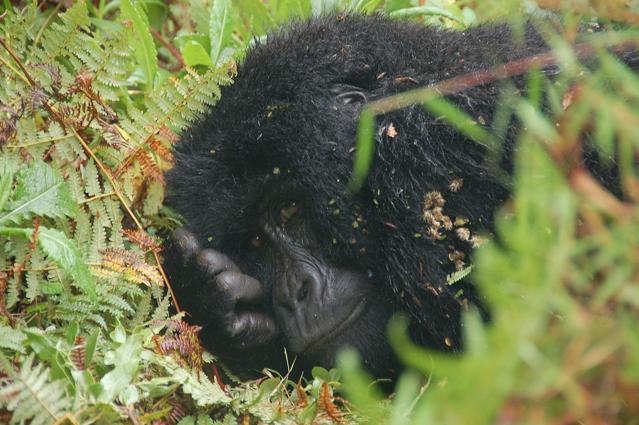 Mgahinga Gorilla National Park